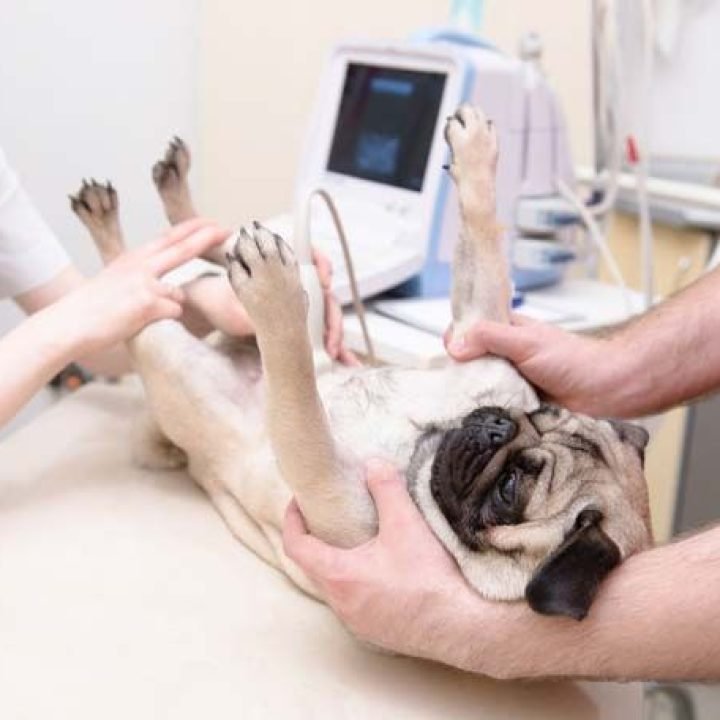 How Long Are Dogs Pregnant_ A Guide to Dog Pregnancy Length